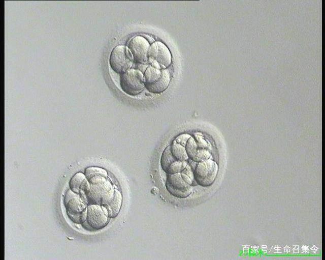 人工周期移植
