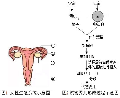 怀孕初期