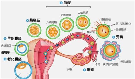 小产权房子