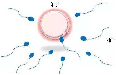 卵巢早衰