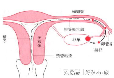 卵巢早衰
