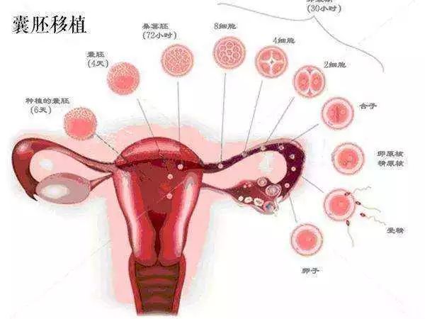 卵巢早衰