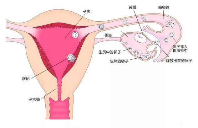 卵巢早衰